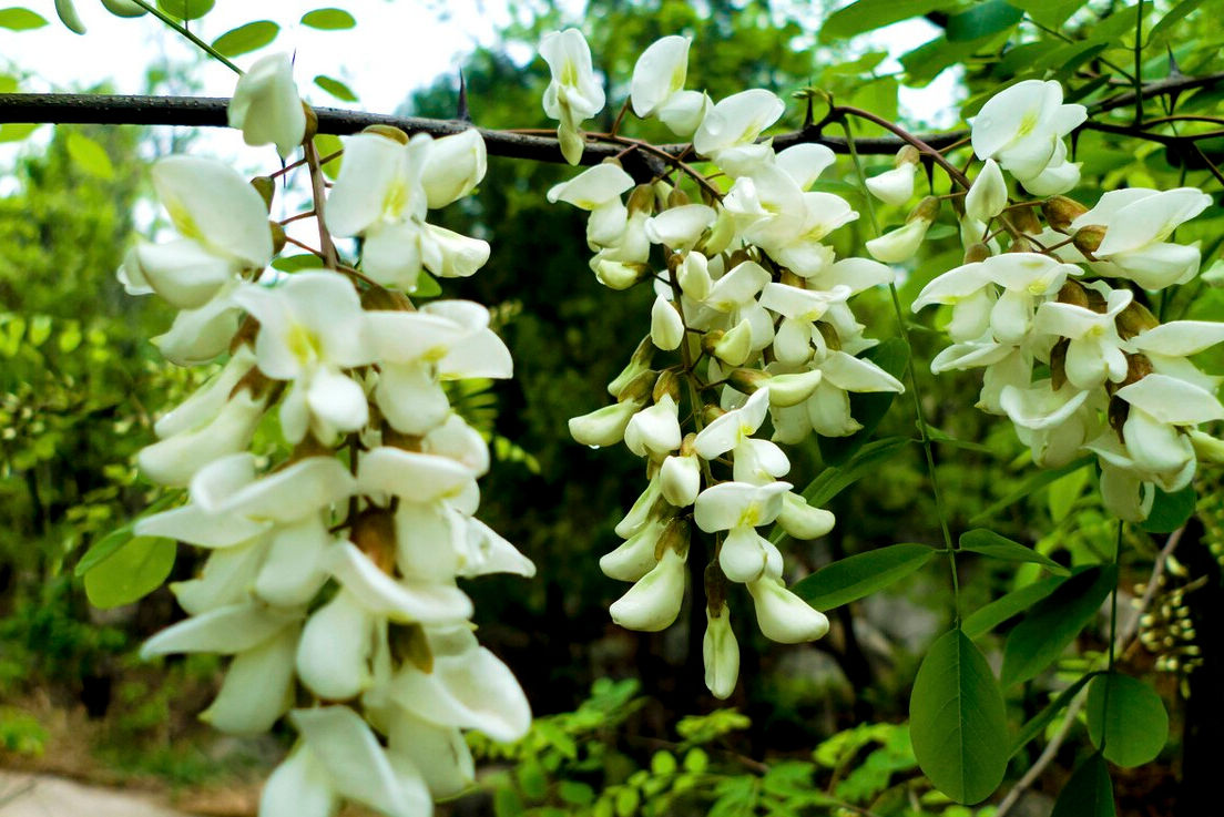 野菜|49种野菜大图片，带你见识不同的野菜和吃法，你想要的野菜这里有