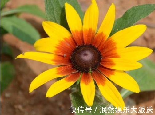 花姿|8月下旬，养这几款菊花，花姿卓越，花朵美艳又迷人，妖娆妩媚