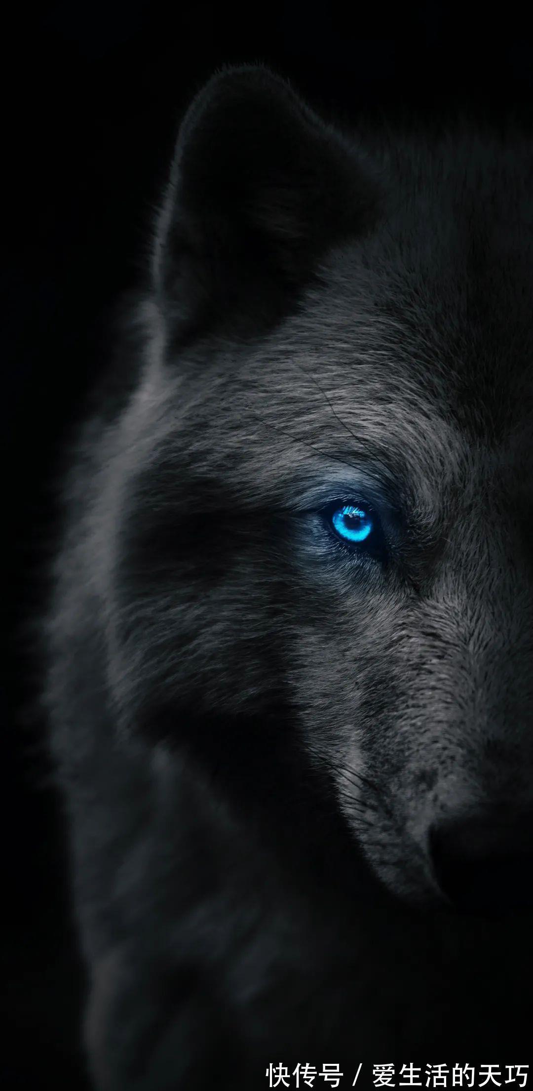 花解语|2172手机壁纸|温柔扑了个空才长记性