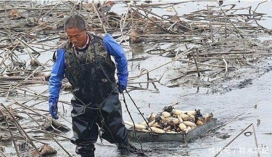兴奋|乡下大叔藕田里挖藕,竟挖出惊喜,大叔可兴奋坏了