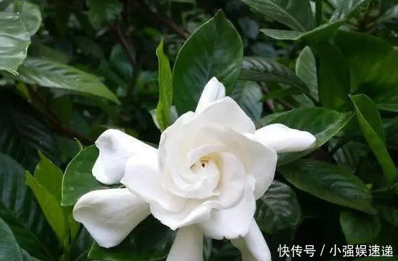 叶片|刚买回来的杜鹃栀子花,叶片泛黄发蔫,学会这几招就可以恢复