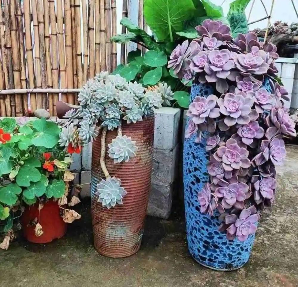 5度以下，常见的21种花必须断水，不然都烂根了