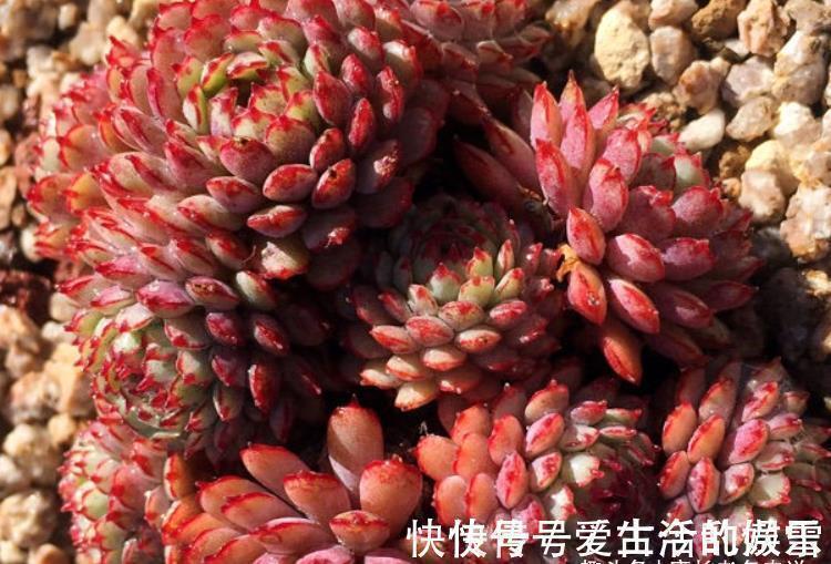 黄金花|养多肉不想买土?试试此8个品种,它们可以说是最不挑土的多肉了