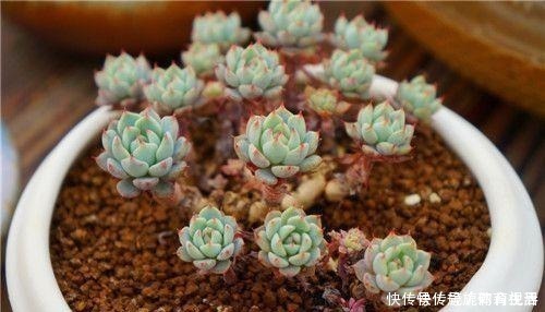群生|养多肉植物，知道这个养护小技巧，1盆轻松过变多盆