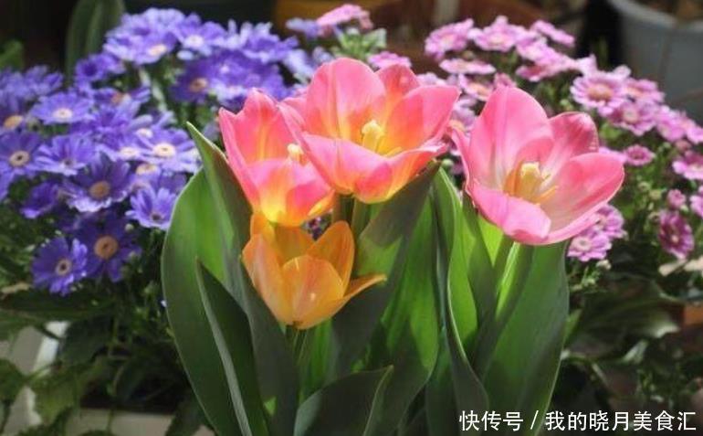 冬天买花要谨慎,懂行的人不买3种花,因为买了养不活,浪费钱!