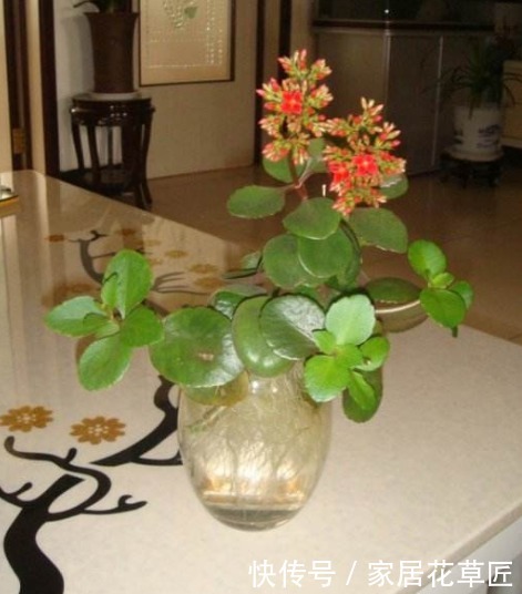 发财树|此3种花,看起来非常难养,但其实只需“1杯水”,就能养爆盆