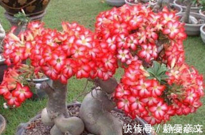花海|家养几款植物,阳台开出花海,花色繁多易爆盆,娇艳欲滴