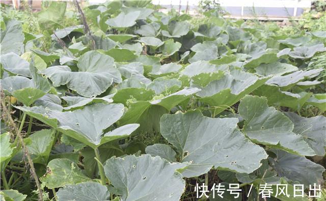 农村一种越暴力洗越美味的蔬菜，味道清香而独特，一般人没吃过