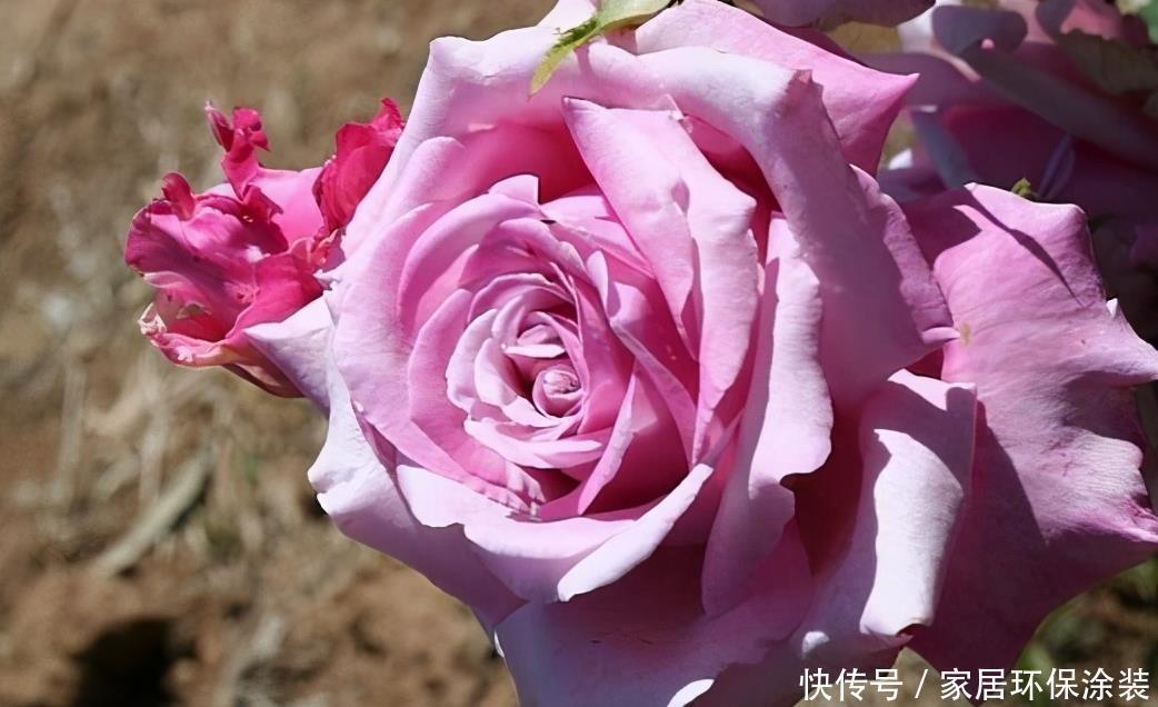 20款紫色月季品种。浓香、抗病非常好养,天然紫色唯美盛开