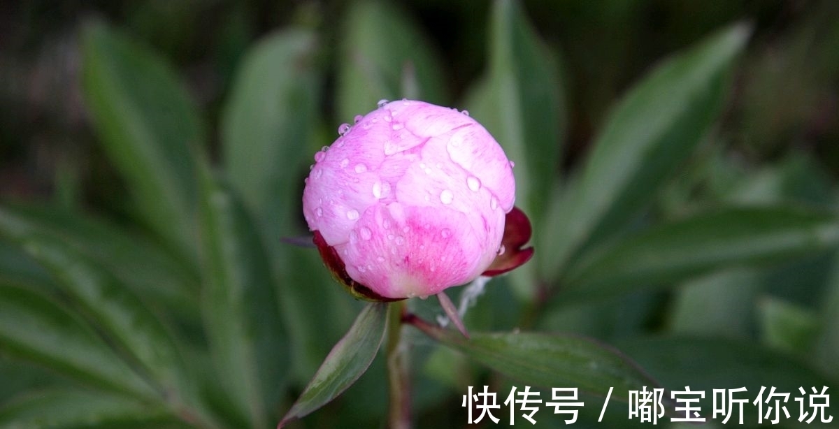 金大业&为花长把新春恨。辛弃疾作于立春日的一首蝶恋花，值得欣赏