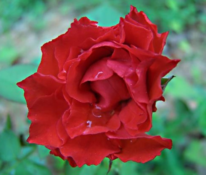 “精品玫瑰”红唇，似少女般迷人，艳丽沉稳，可以说是养花必备