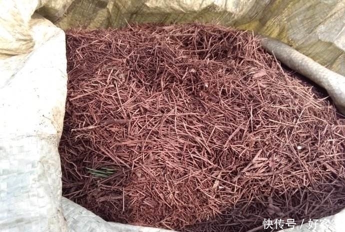 君子兰用了这种土，搁哪儿都能开花，关键还不用花钱！