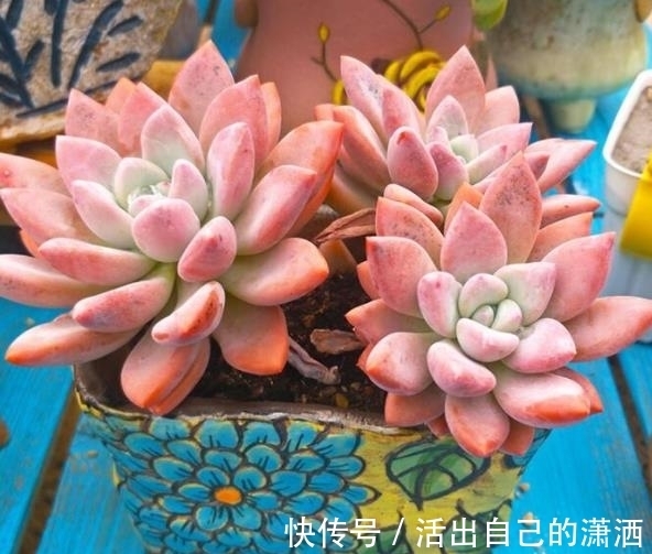 多肉娜娜小勾和奥普琳娜,两者都是美人,哪种更适合新手养?