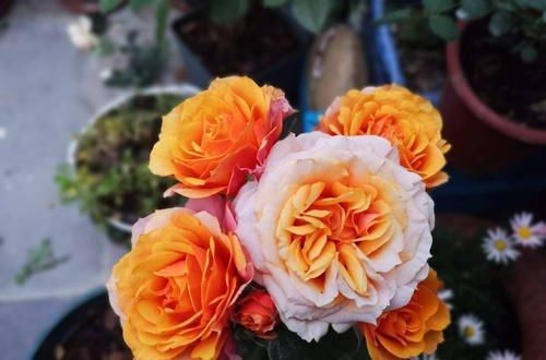 最厉害的养花营养液:给月季花喝一勺,猛窜笋芽,花开满枝