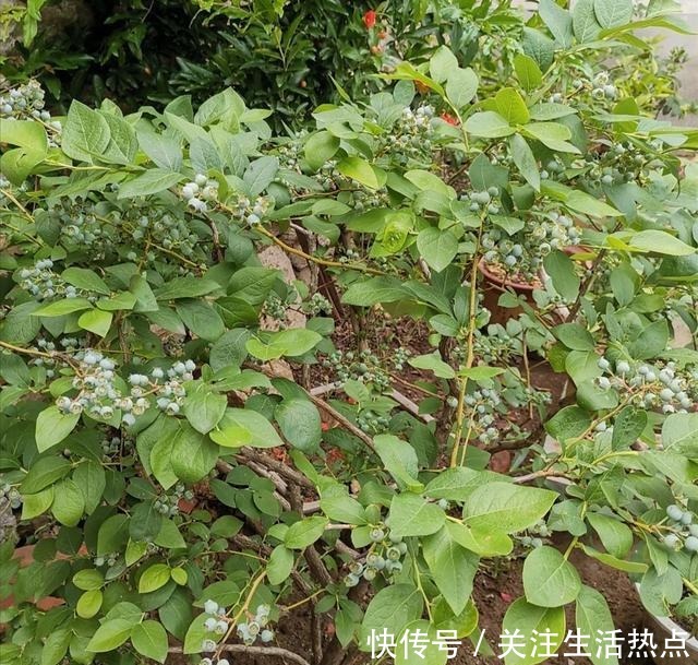 家中院子里,秋天栽3种果树,成活率高,来年早结果!