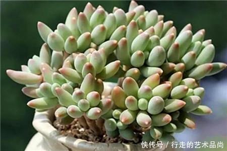 多肉十大美人,太阳一晒脸就红,胖成球的最好看!