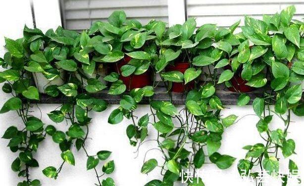 黄叶|绿萝、发财树蔫了别浇水,浇一盆死一盆,要这样救治