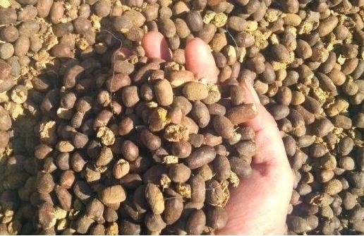 给花“换土”太麻烦丢点“这”3种“玩意”,旧土变成新土!