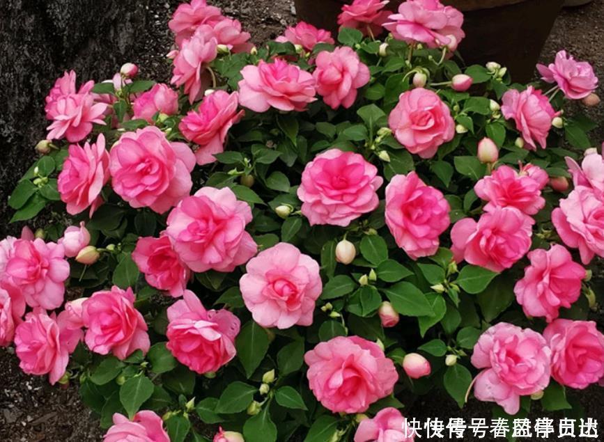 漂亮|最香的“4种花”，好养又漂亮，花香醉人，一养就上瘾