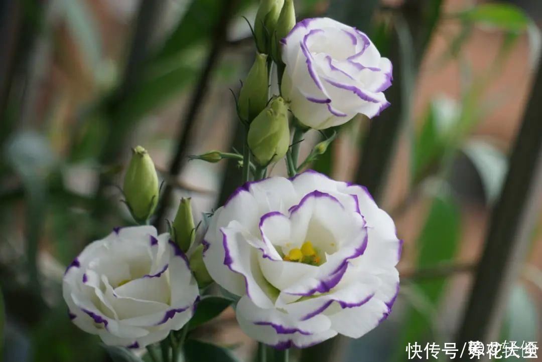 飘香藤|晒不死、热不死的花,越晒花越多,越热长越快