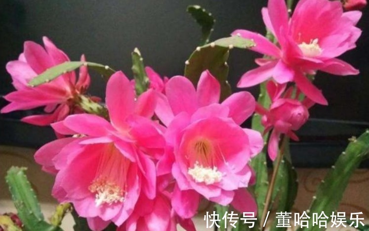 1种仙人掌,好养又漂亮,一次能开出100个花,比荷花还漂亮!