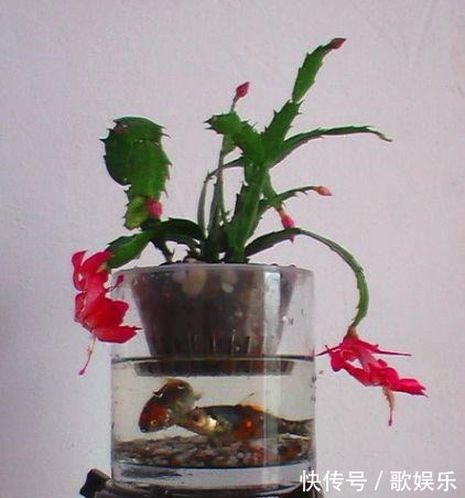 这“3种”植物在水中养,比在土壤生长“快几倍”,叶片更油绿!