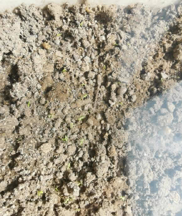 初春播种太阳花,花土选对了,罩上保鲜膜,种子萌发几率更高