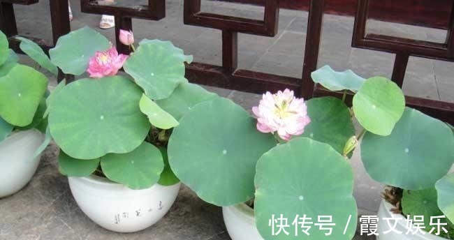 芬芳王|养花试试这几款,株形紧凑雅观,叶色油亮,养在客厅美极了