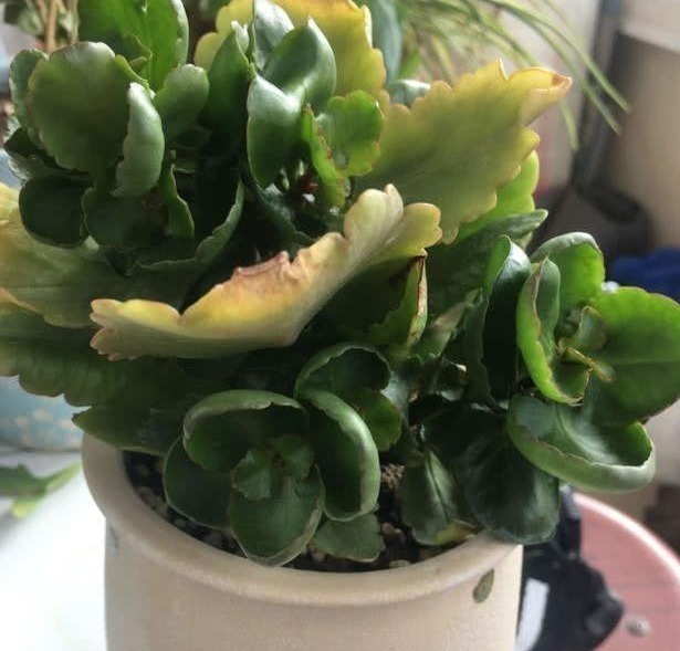 黄叶|长寿花不长还黄叶用3法急救，轻松解决，爆成大花球