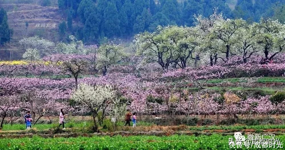 中年|成都附近 2万多亩桃花圣地即将盛开 不是龙泉哦