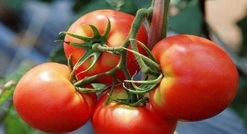 山茱萸|最适合秋天吃的三种食物,营养丰富、延缓衰老,早吃早好!