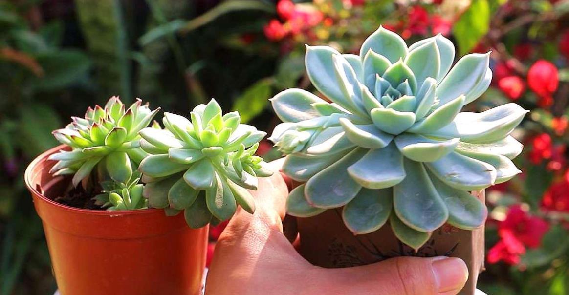 浇水|多肉应该怎么养？很多花友都做错了，教你多肉的正确养护方法