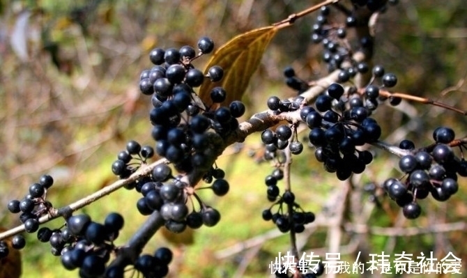 葡萄酒|田野间的这种野果子,农民都将它当宝贝一样,你们有没有吃过