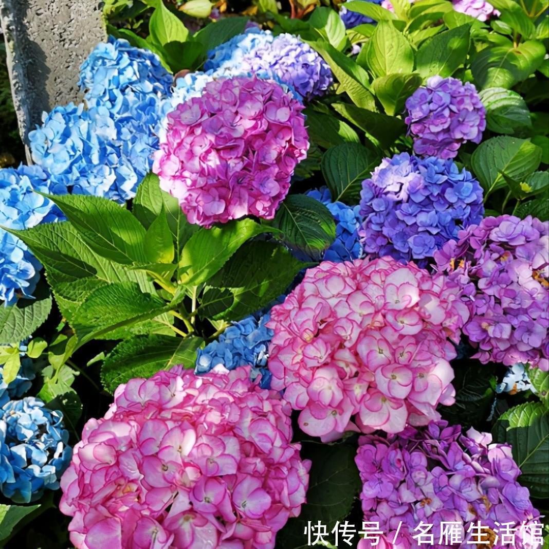 秘密|绣球老桩的“秘密”,识货人都不买,白给也不要