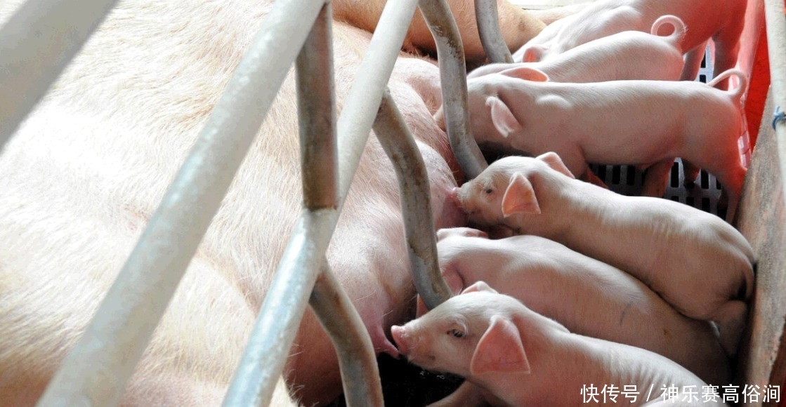 食用|菜市场买猪肉,怎样避开“母猪肉”牢记这些,一眼便看穿