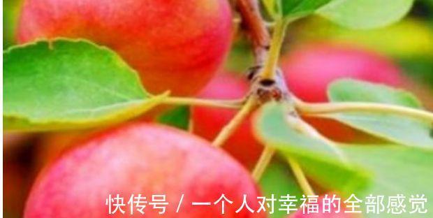 沙果|长寿老人都爱吃以下食物,补血益气,保护心血管,滋养肝脏