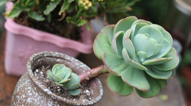 多肉|想养好多肉,关键不是浇水和施肥,而是这两点