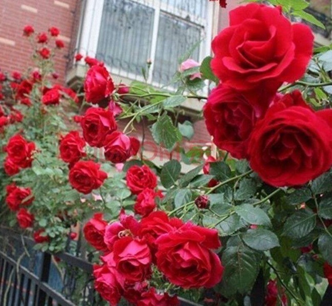 杜鹃花|月季花杜鹃花栀子花总是养不活教你一招,连开3个月!