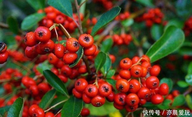爬满|火棘的养护技巧,让红火火的果子爬满枝头