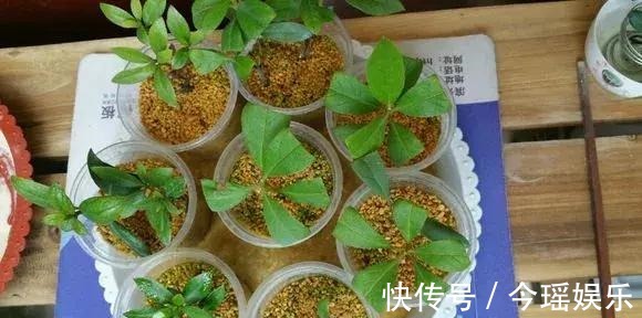 2种扦插法,插什么活什么,养花人都要会,新手也能做得好!