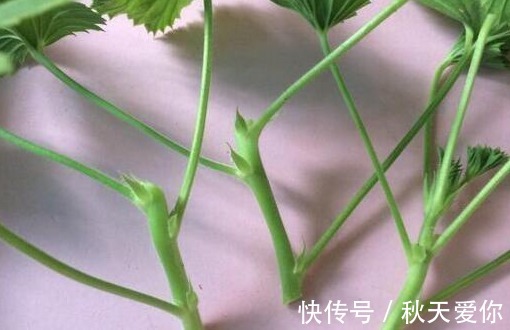 它花开如“玫瑰”，好养如绿萝，折个枝，插土就活，一开一大团