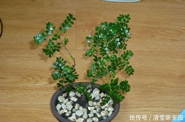 薄荷|家里气味难闻，养3种绿植错不了，家里一整天都香喷喷