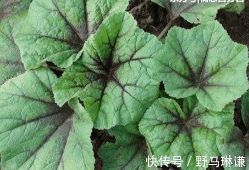 竹子|潤腸通便有助于減肥的幾種野菜，保護視力，提高免疫力又美味