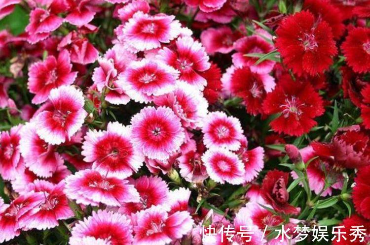 阳台|适合养在阳台的几种花卉,阳台开出花海,黄绿交辉,内敛美