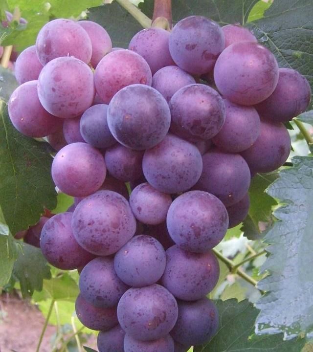 孕妇|怀孕两个月腹痛,被诊为“先兆流产”,医生这3种水果孕妈少吃