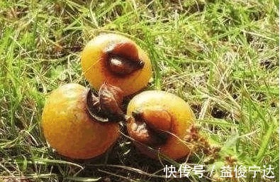 长白发|长白发不用怕, 教你不花钱小方法, 让白发变乌黑柔顺浓密