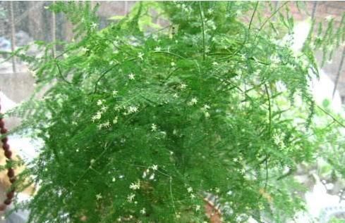 药片|还在用白糖养文竹?用1片药片代替,3年不黄叶!