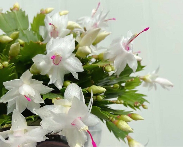 保留|蟹爪兰新长出来的叶片,保留还是揪掉,你是怎样做的?