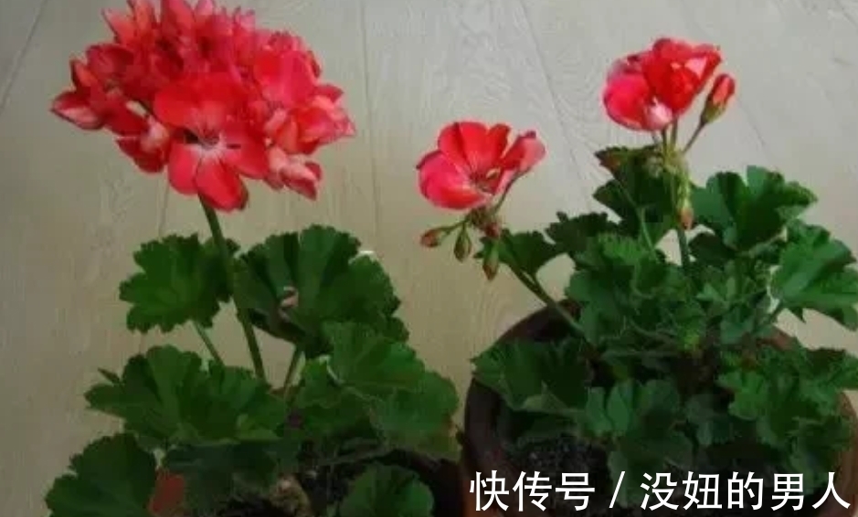 甜水|养花自制“小甜水”,扦插时生根发芽长得快,比“生根剂”还好用