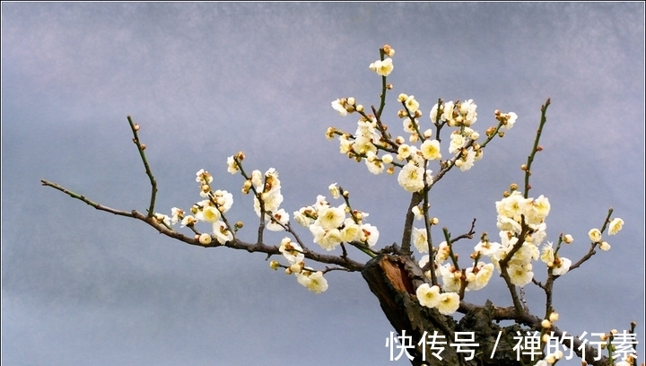 白梅花@纳兰性德笔下的白梅花,竟是这般美丽高洁,你喜欢吗?